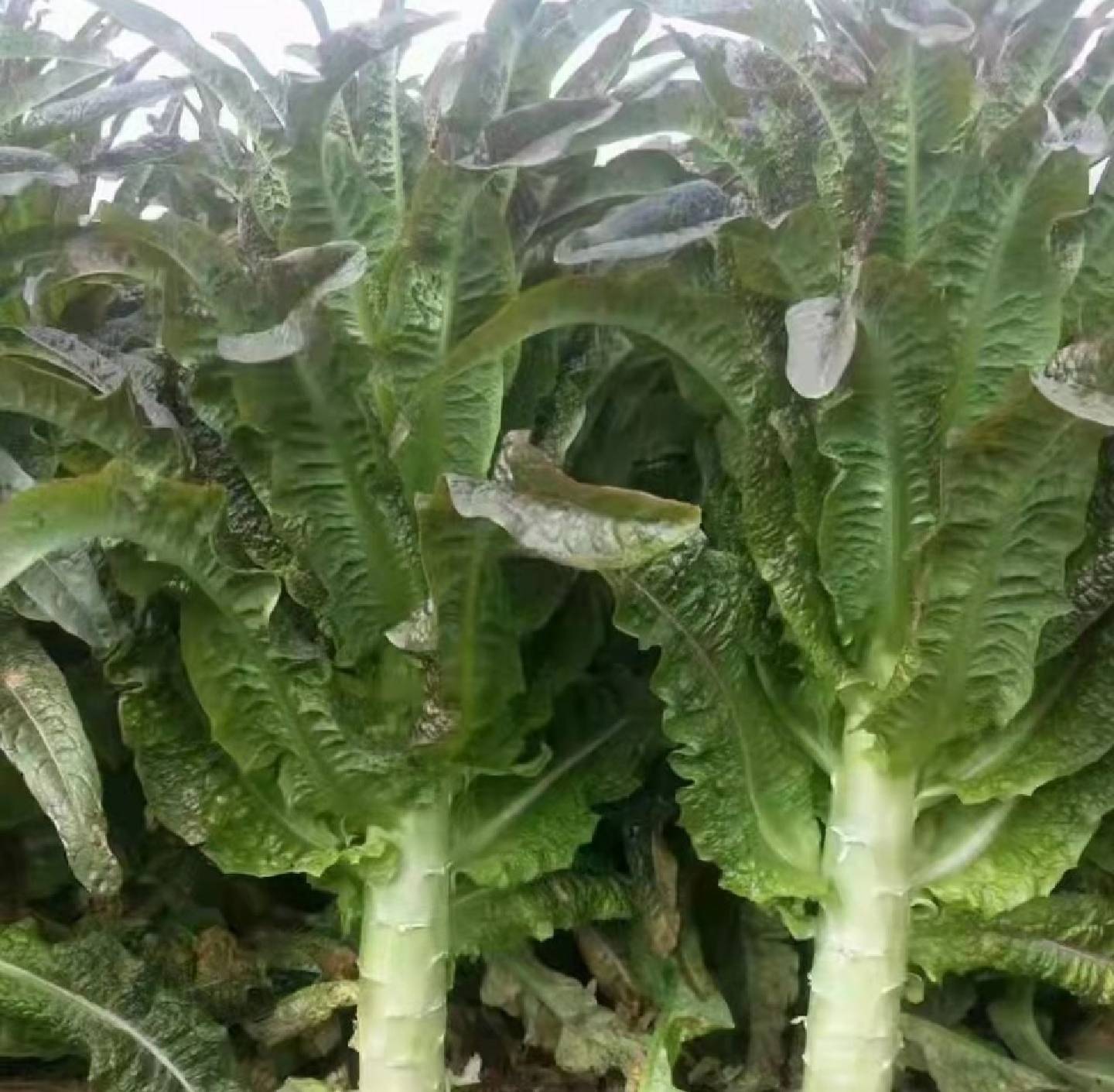 尖叶莴笋植株特写