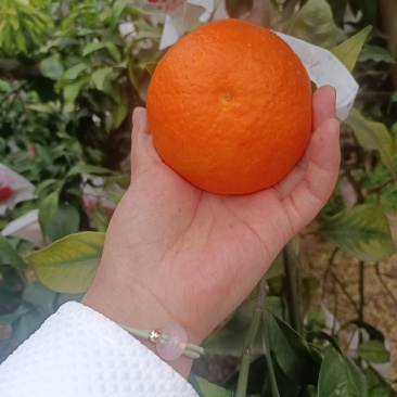 爱媛果冻橙