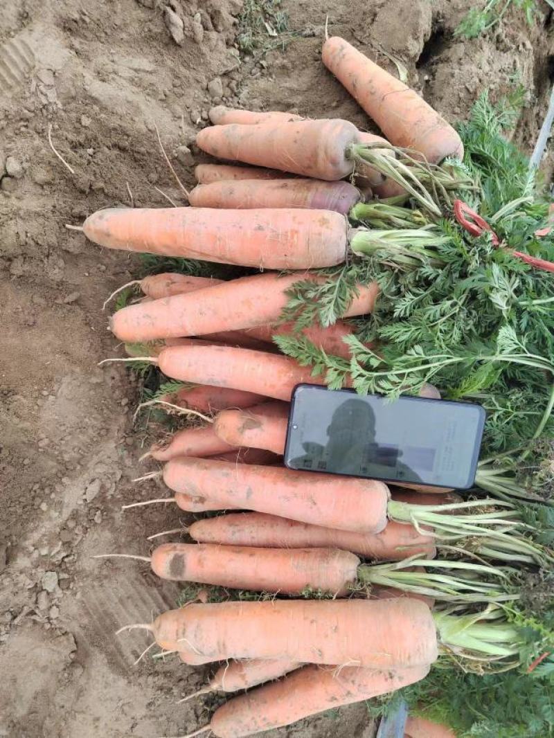 开封沙地胡萝卜可带土可水洗，货源充足，实力代办，全国发货