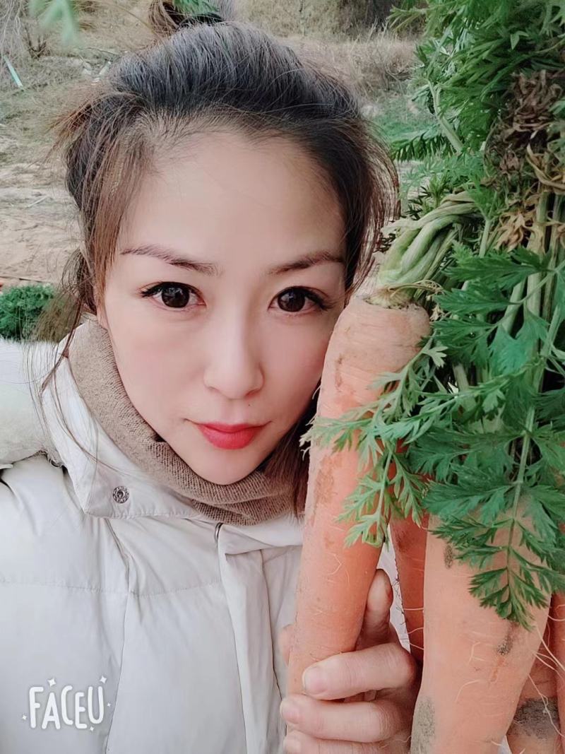 开封沙地胡萝卜可带土可水洗，货源充足，实力代办，全国发货