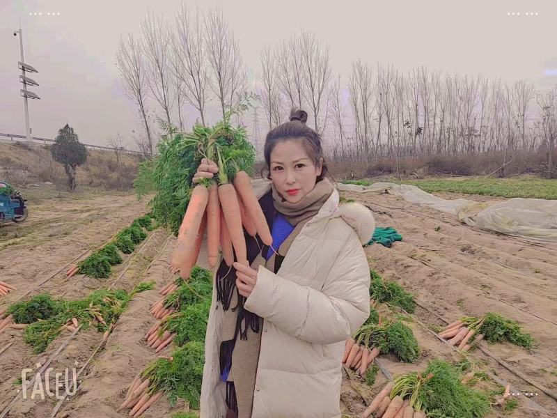 开封沙地胡萝卜可带土可水洗，货源充足，实力代办，全国发货