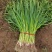 蒜苗
