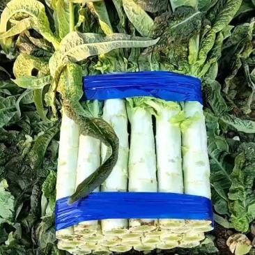 红叶香莴苣，大量供应一手货源，无花无空心，价格便宜