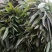 砀山大棚莴笋大量上市，红叶莴笋，一手货源