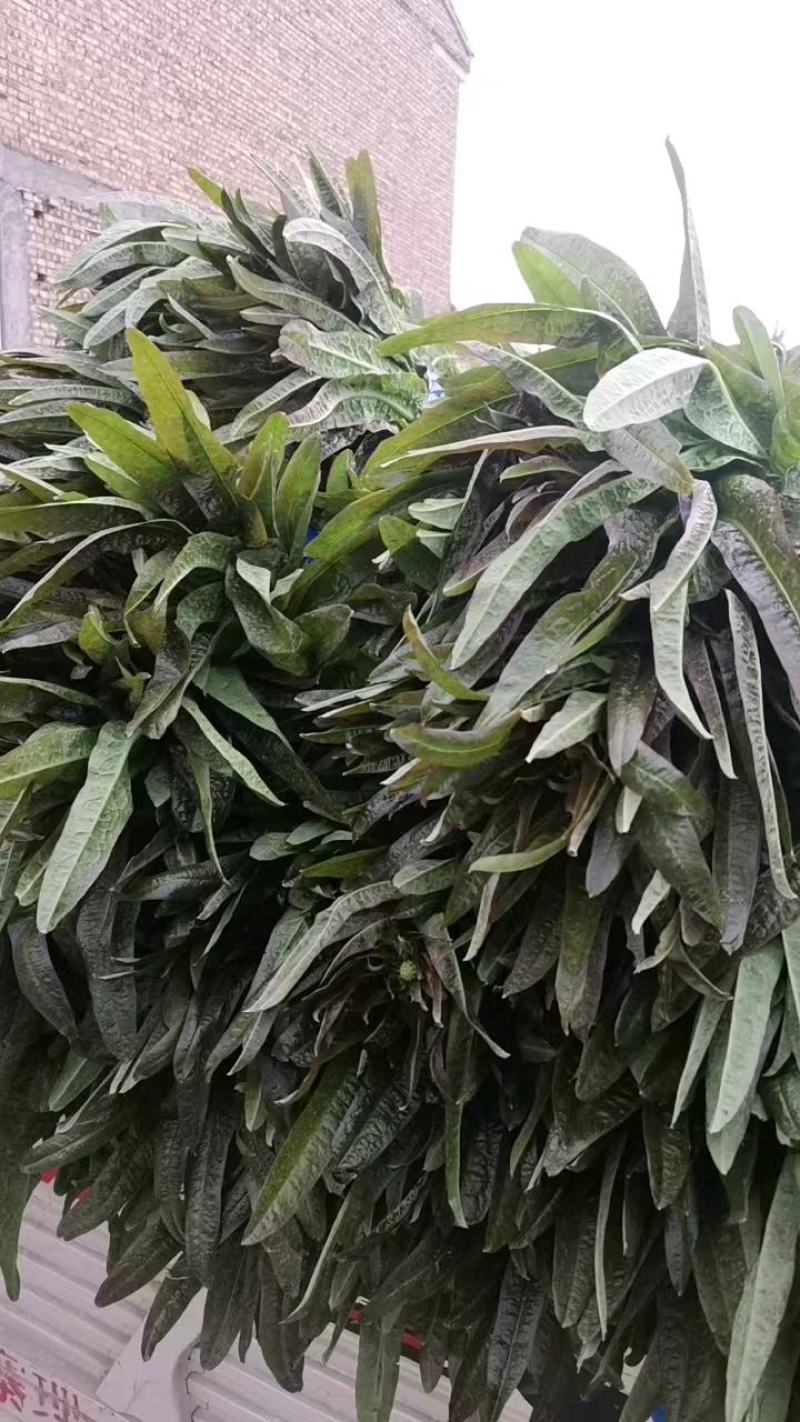 砀山大棚莴笋大量上市，红叶莴笋，一手货源
