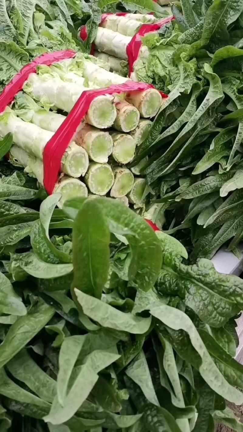 砀山大棚莴笋大量上市，红叶莴笋，一手货源