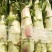 砀山大棚莴笋大量上市，红叶莴笋，一手货源