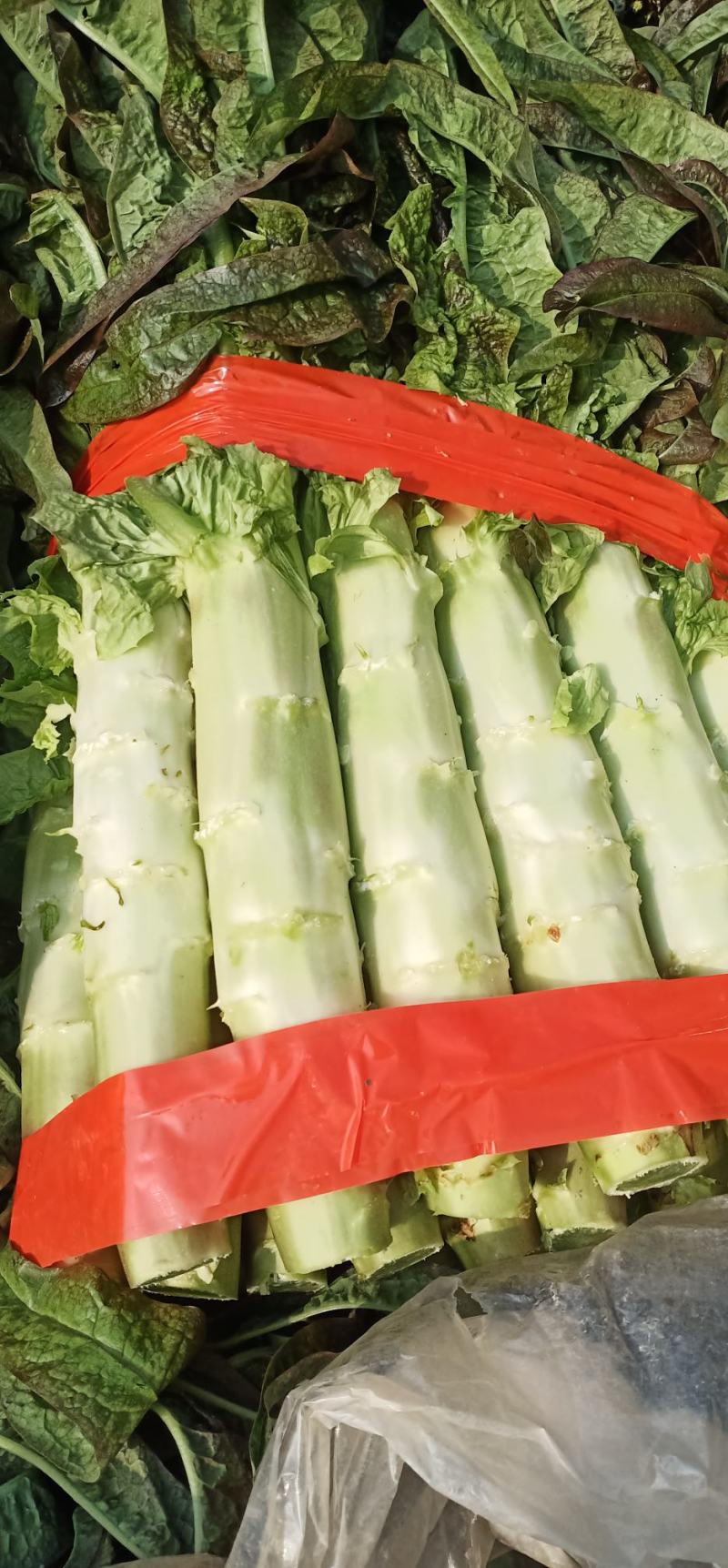 砀山大棚莴笋大量上市，红叶莴笋，一手货源