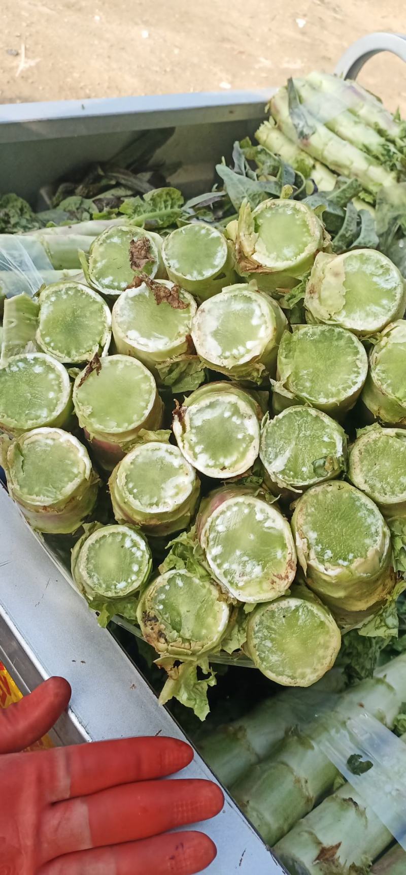 砀山大棚莴笋大量上市，红叶莴笋，一手货源