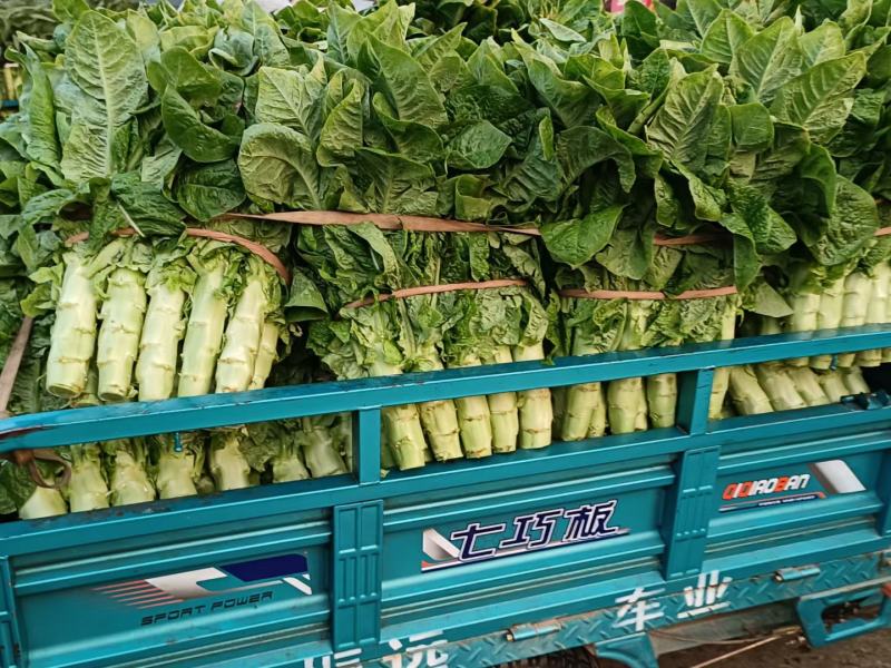 砀山大棚莴笋大量上市，红叶莴笋，一手货源