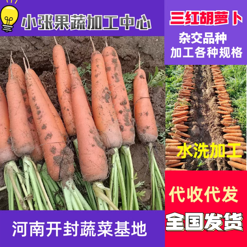 带英胡萝卜电商胡萝卜，土萝卜，带泥胡萝卜北京包