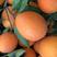 纽荷尔脐橙，个大皮薄，鲜美多汁，看园订货，现场采摘。