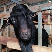 群羊出售：标准小耳黑山羊种公羊没钱买食料了出售种公羊