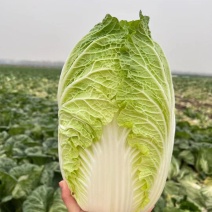 湖北钟祥万亩白菜基地大量供应商超档口各大市场