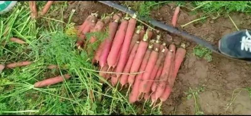 陕西大荔基地胡萝卜正在热卖中，一手货源，价格美丽……