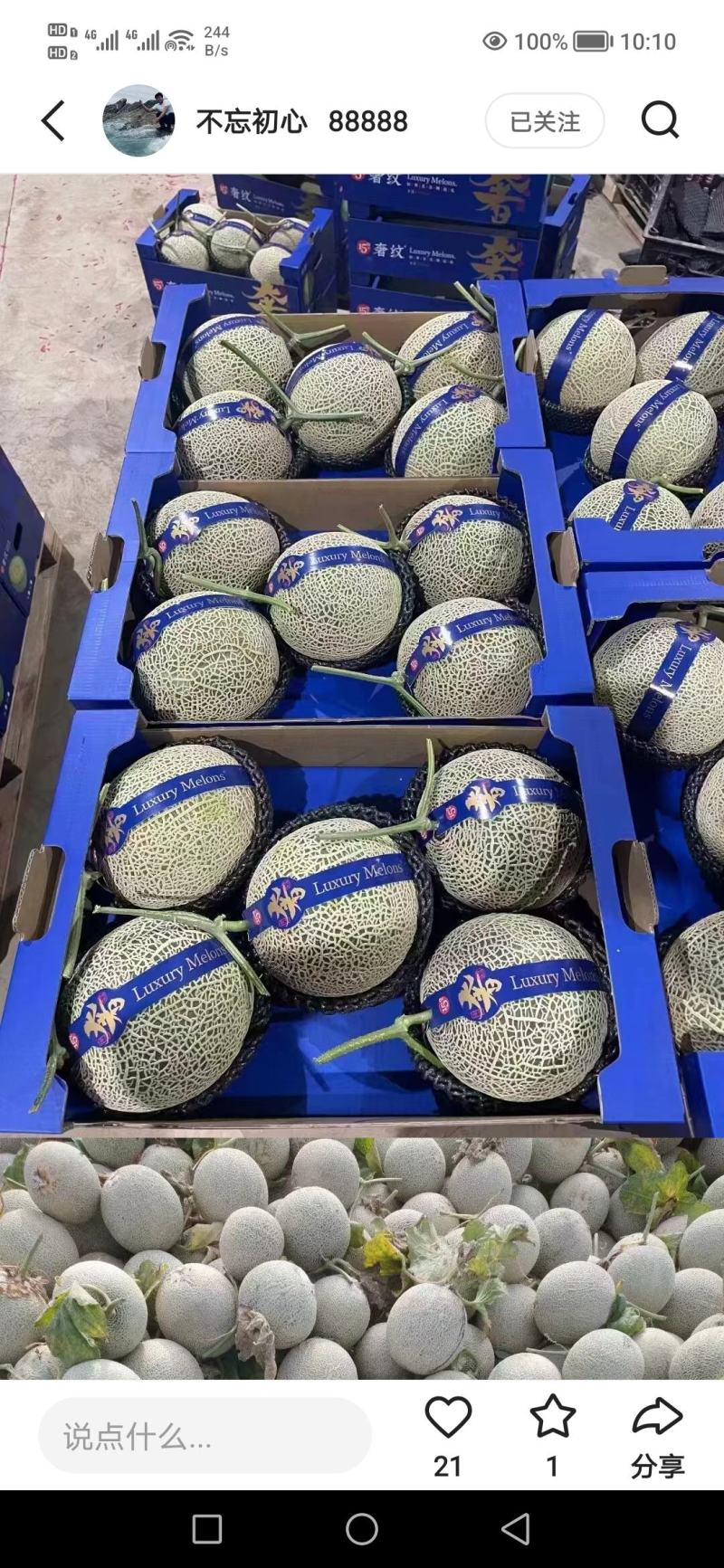 【热卖】海南晓蜜25哈密瓜供应市场商超电商品质量大价优