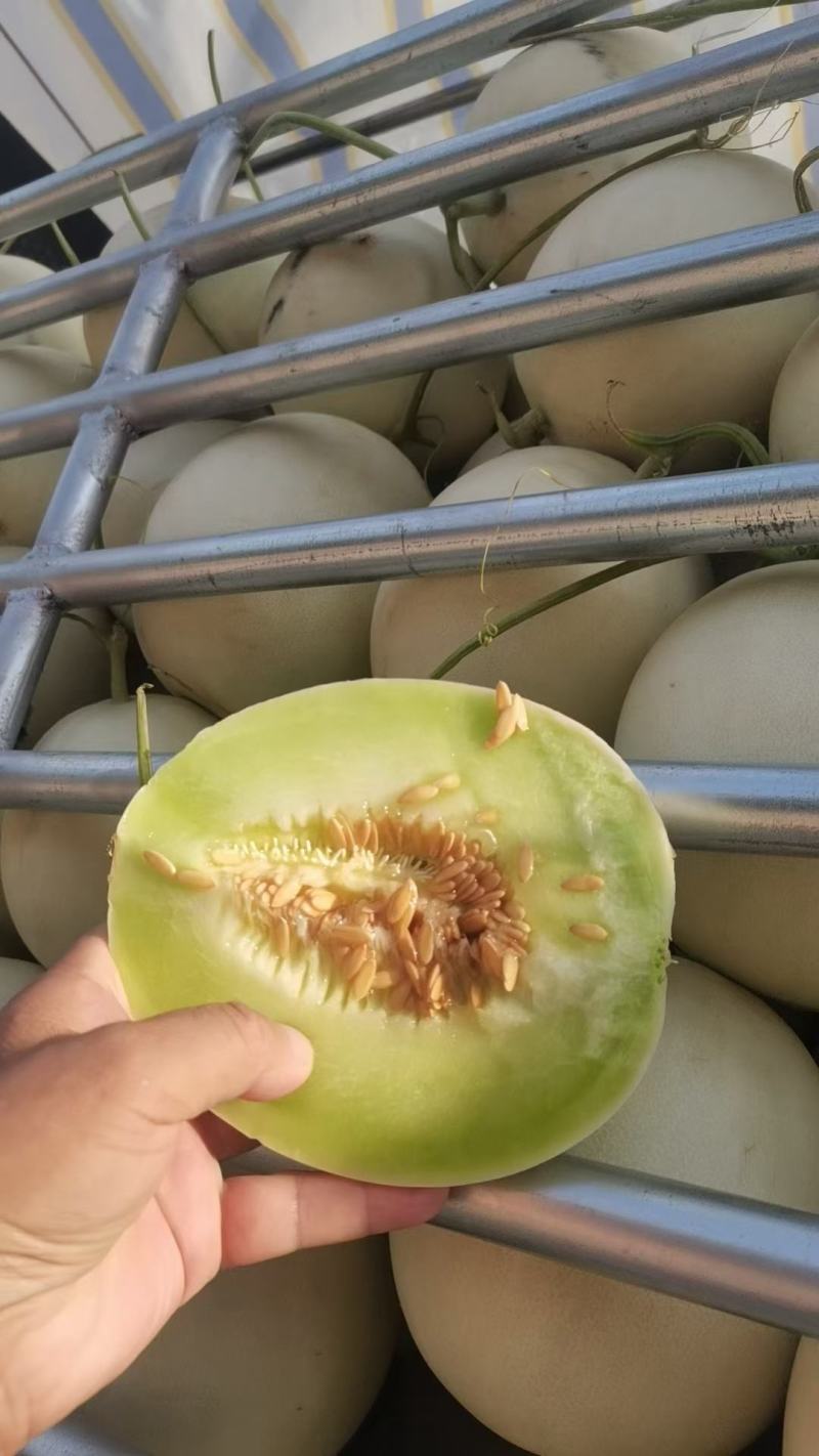 【热卖】海南晓蜜25哈密瓜供应市场商超电商品质量大价优