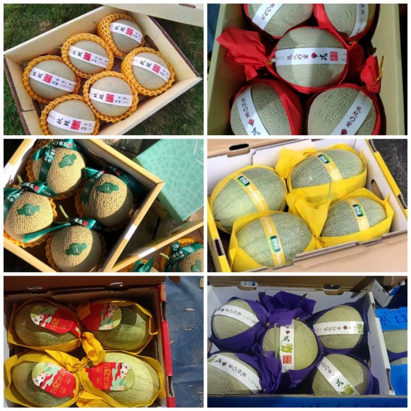【热卖】海南晓蜜25哈密瓜供应市场商超电商品质量大价优