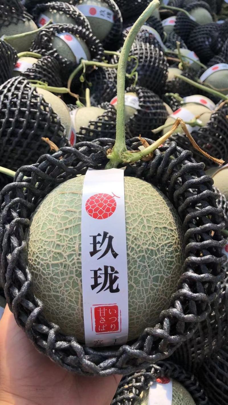 【热卖】海南晓蜜25哈密瓜供应市场商超电商品质量大价优