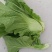 青菜泡菜青菜量大从优晾晒一天装车