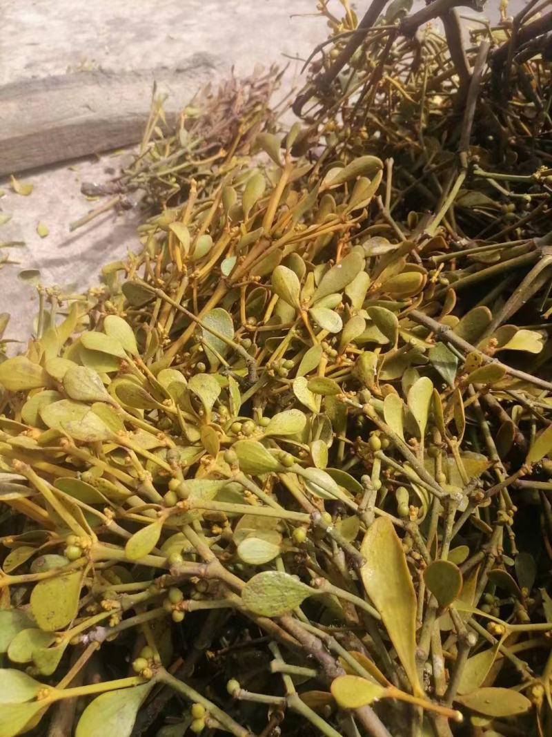 需要寄生草的可以联系。