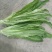 大量供应有机蔬菜生菜油麦菜