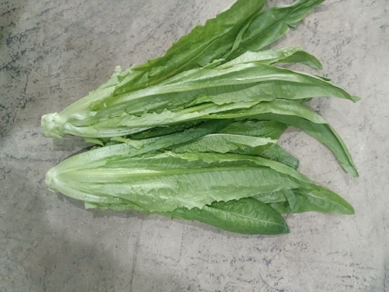 大量供应有机蔬菜生菜油麦菜