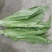 大量供应有机蔬菜生菜油麦菜