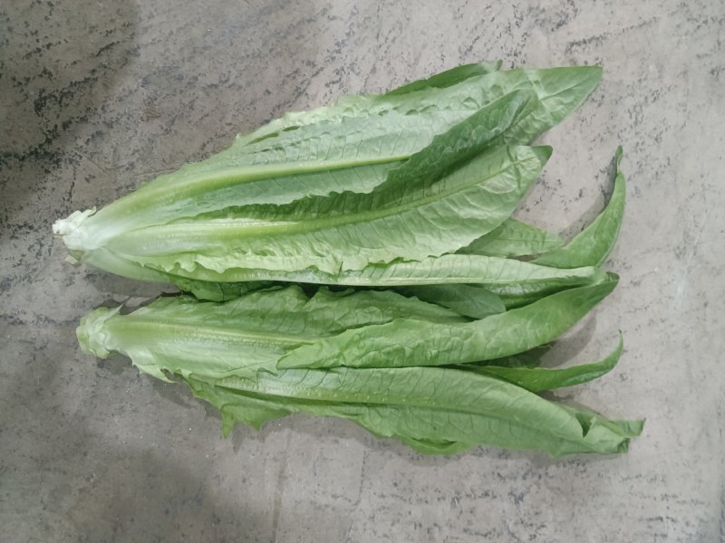 大量供应有机蔬菜生菜油麦菜