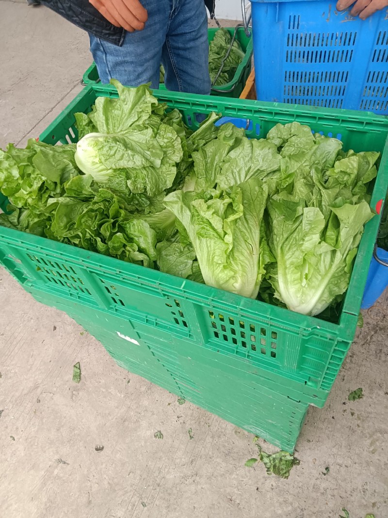 大量供应有机蔬菜生菜油麦菜