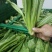 大量供应有机蔬菜生菜油麦菜