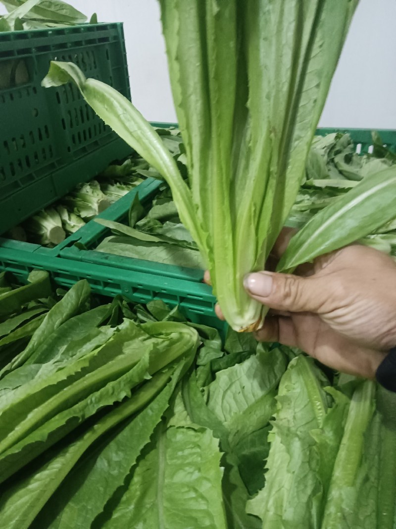 大量供应有机蔬菜生菜油麦菜