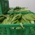 大量供应有机蔬菜生菜油麦菜