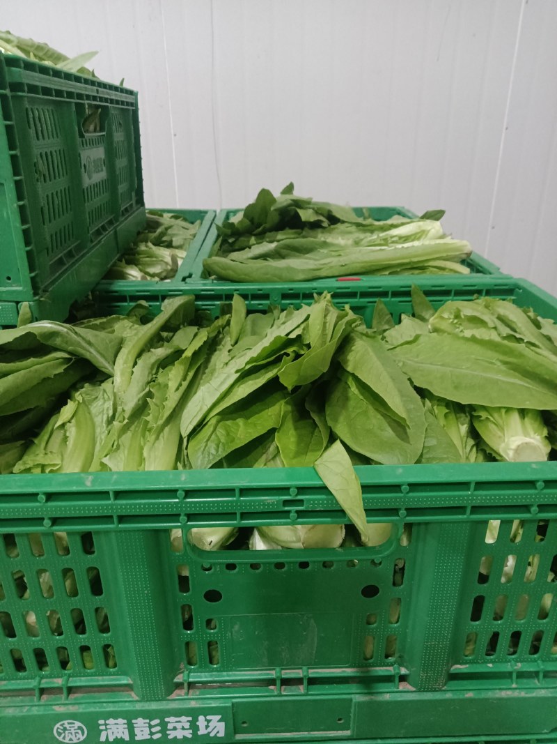 大量供应有机蔬菜生菜油麦菜