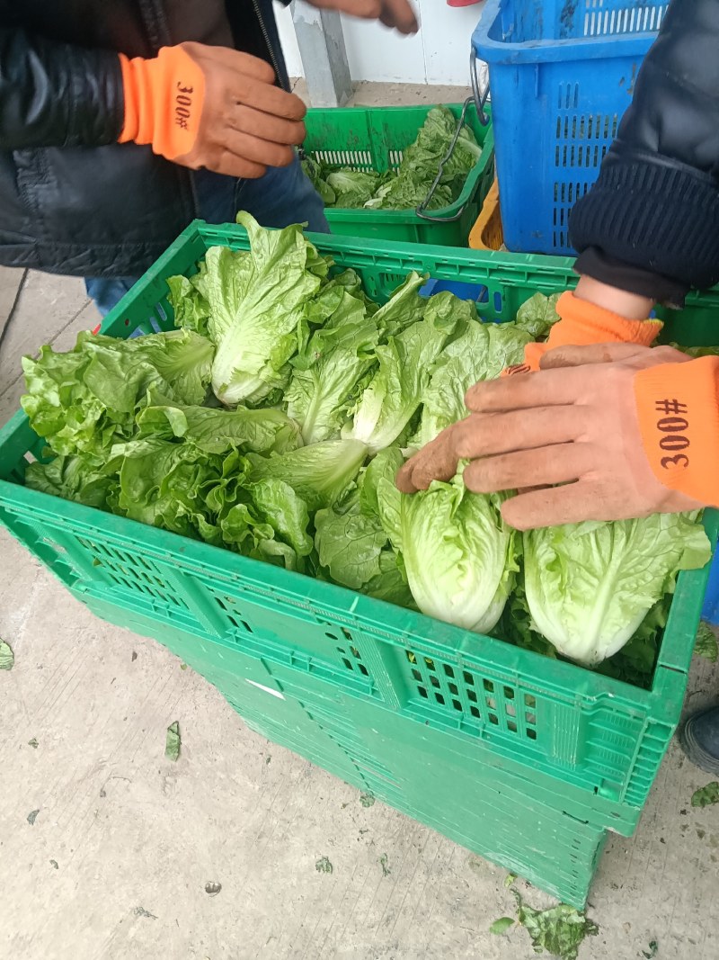 大量供应有机蔬菜生菜油麦菜