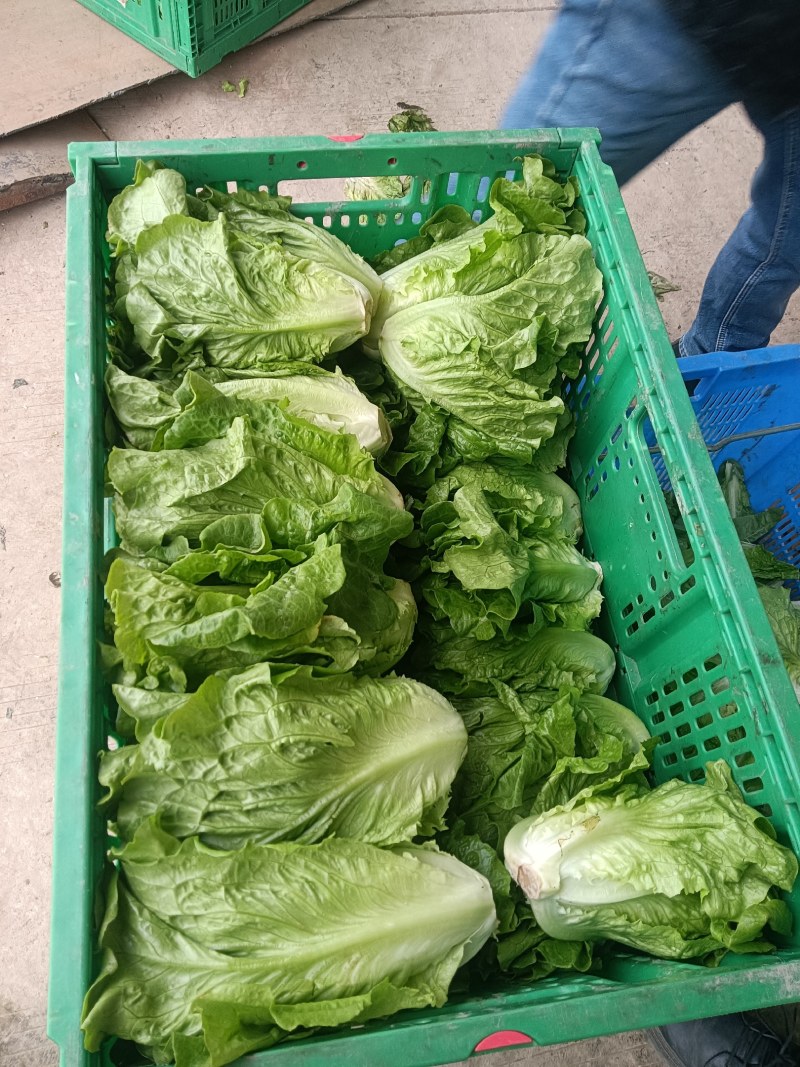 大量供应有机蔬菜生菜油麦菜