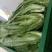 大量供应有机蔬菜生菜油麦菜