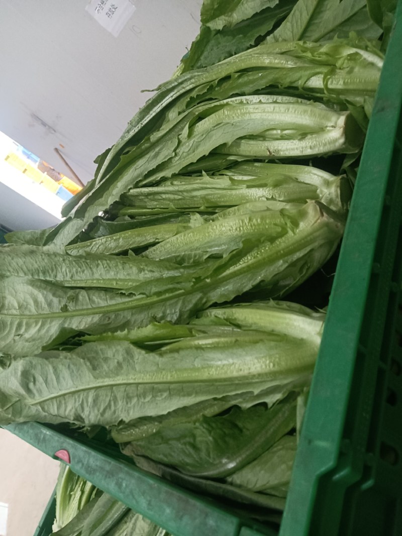 大量供应有机蔬菜生菜油麦菜