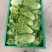 大量供应有机蔬菜生菜油麦菜