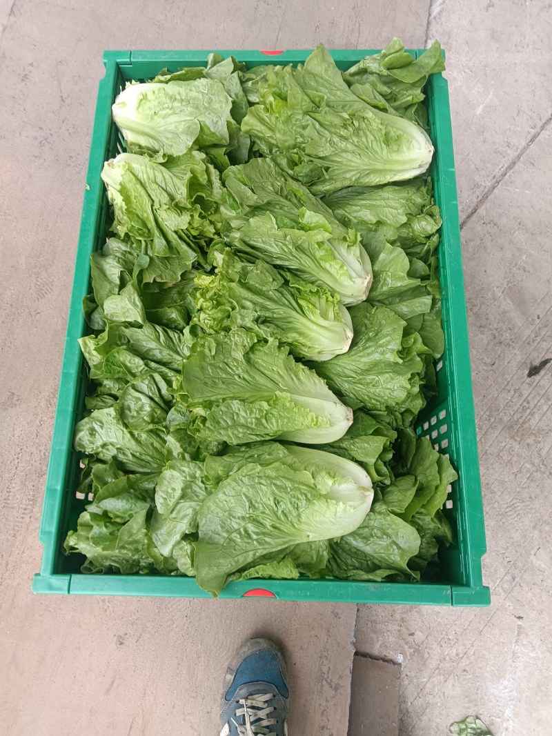 大量供应有机蔬菜生菜油麦菜