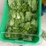 大量供应有机蔬菜生菜油麦菜