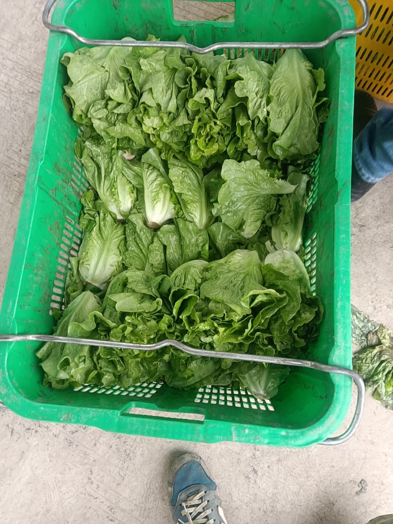 大量供应有机蔬菜生菜油麦菜