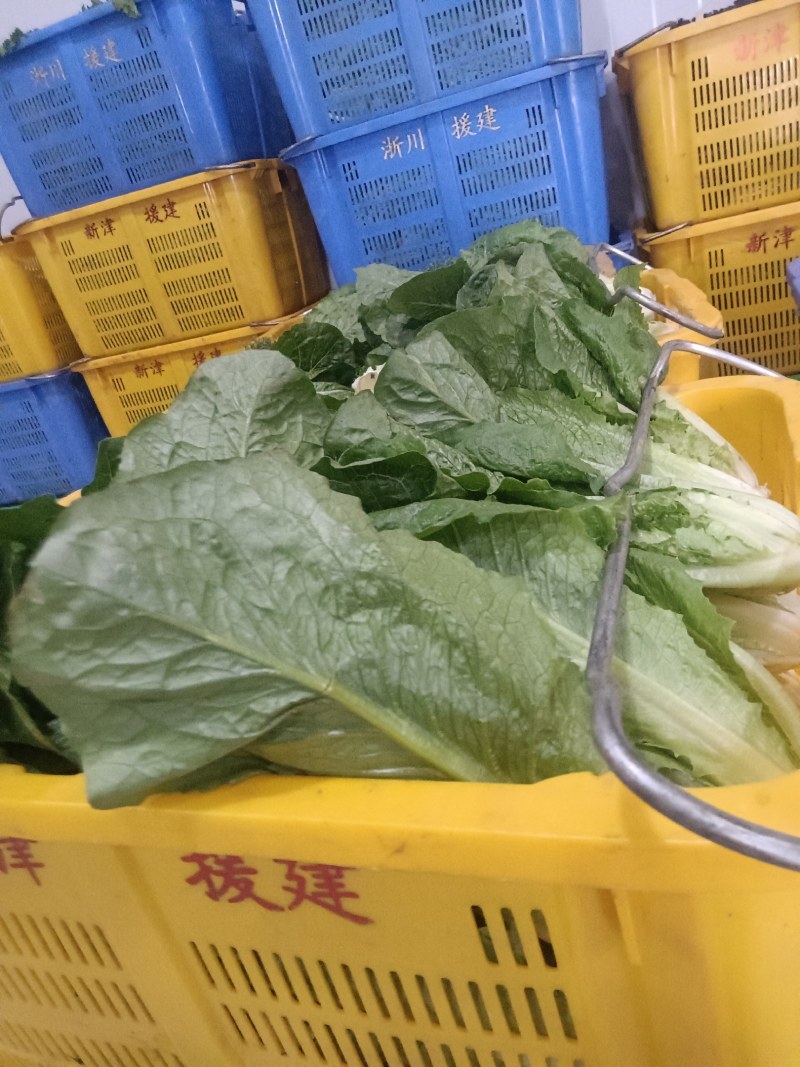 大量供应有机蔬菜生菜油麦菜