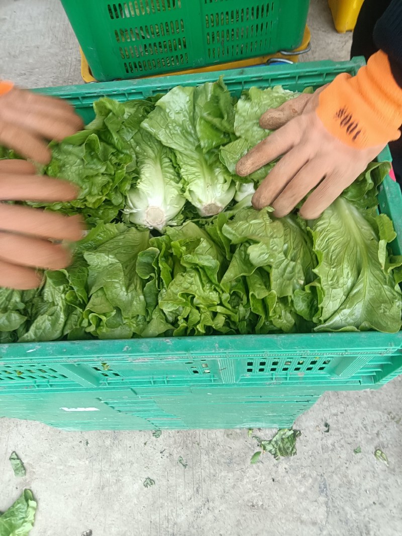 大量供应有机蔬菜生菜油麦菜