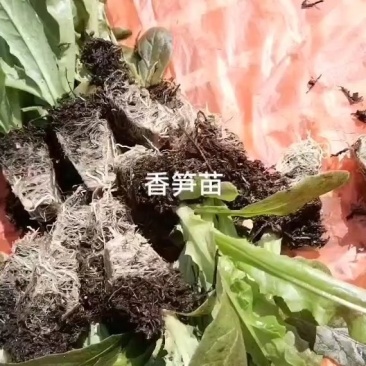 莴笋苗大量上市质量保证量大价优