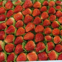 安徽天仙醉奶油草莓大量上市啦，货源充足，有意者请我