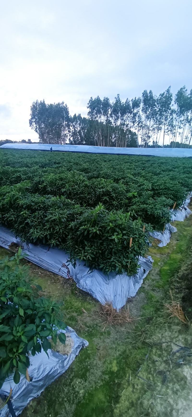 三号青红线椒，货量大产地价，需要的联系，产地价格