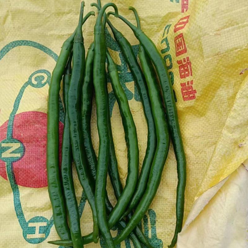 湛江徐闻精品辣椒稳定一手货源按需分拣。
