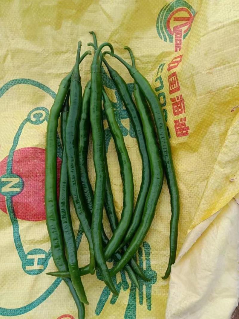 湛江徐闻精品辣椒稳定一手货源按需分拣。