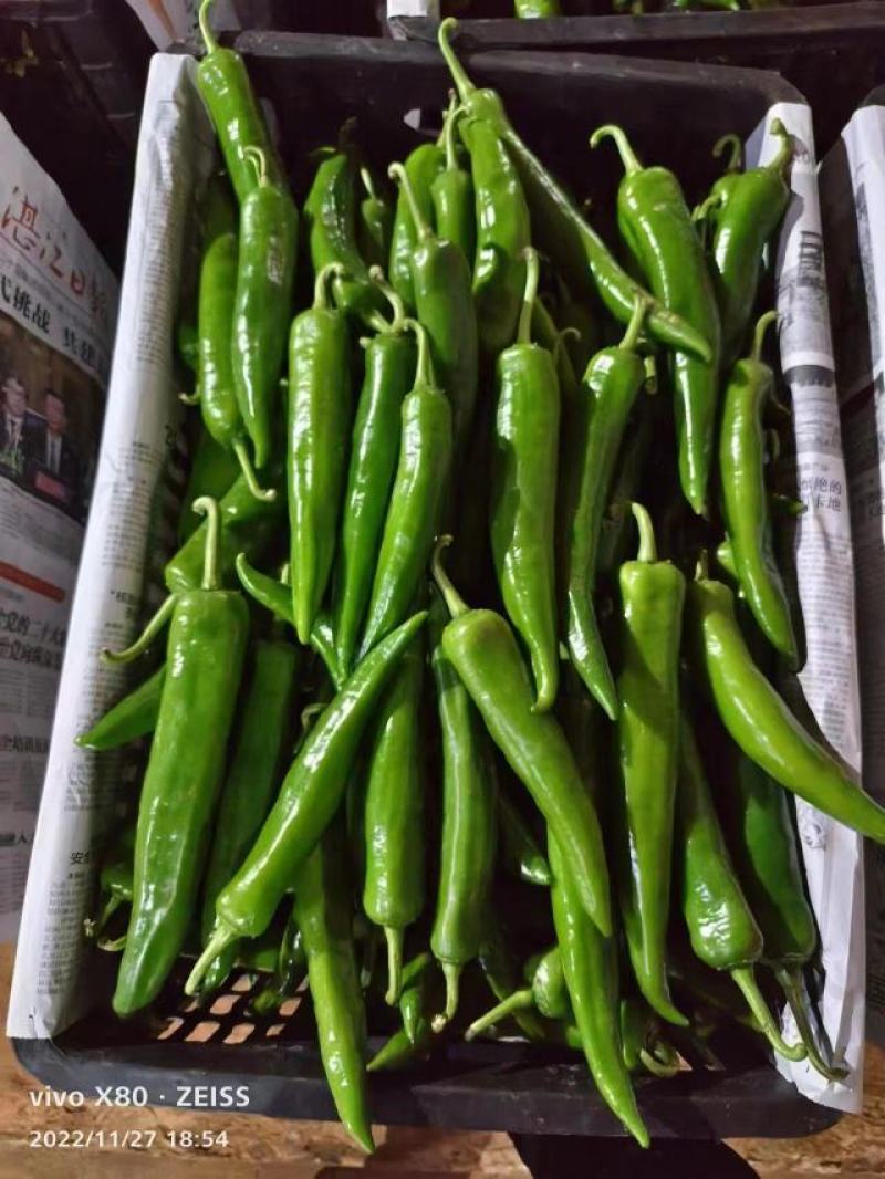 湛江徐闻精品辣椒稳定一手货源按需分拣。